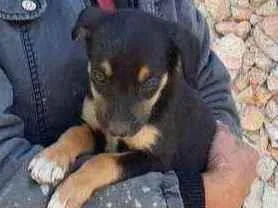 Cachorro raça Vira lata idade 2 a 6 meses nome M1