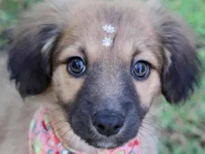 Cachorro raça SRD  idade 2 a 6 meses nome Blenda 