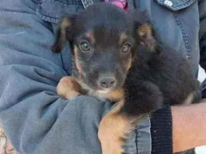 Cachorro raça Vira lata idade 2 a 6 meses nome M2