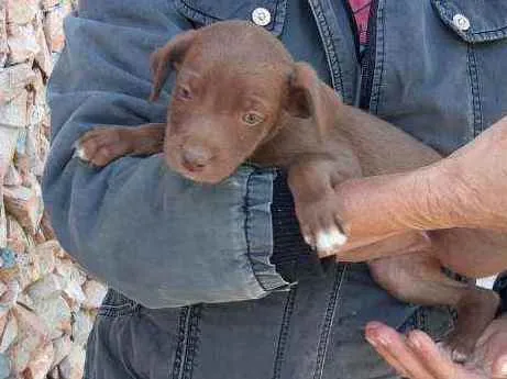 Cachorro raça Vira lata idade 2 a 6 meses nome F1
