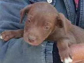 Cachorro raça Vira lata idade 2 a 6 meses nome F1