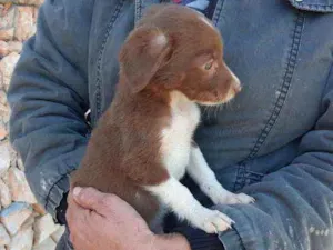 Cachorro raça Vira lata idade 2 a 6 meses nome F2