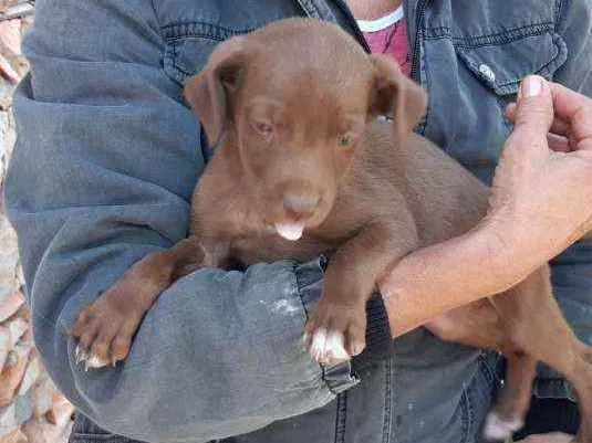Cachorro raça Vira lata idade 2 a 6 meses nome F3