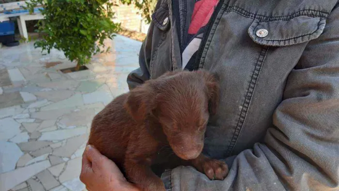 Cachorro raça Vira lata idade 2 a 6 meses nome F4