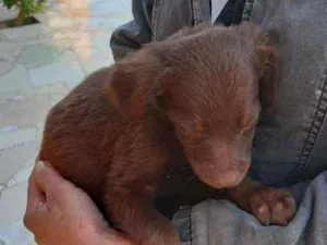 Cachorro raça Vira lata idade 2 a 6 meses nome F4
