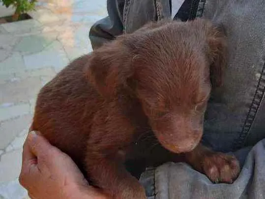 Cachorro raça Vira lata idade 2 a 6 meses nome F4