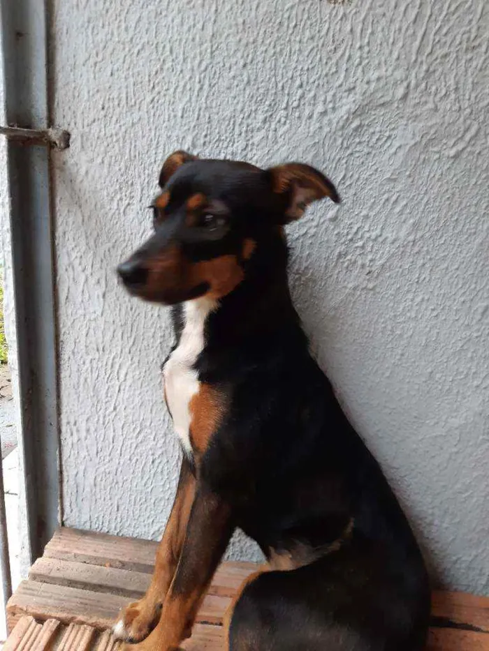 Cachorro ra a Vira lata idade 7 a 11 meses nome Megui