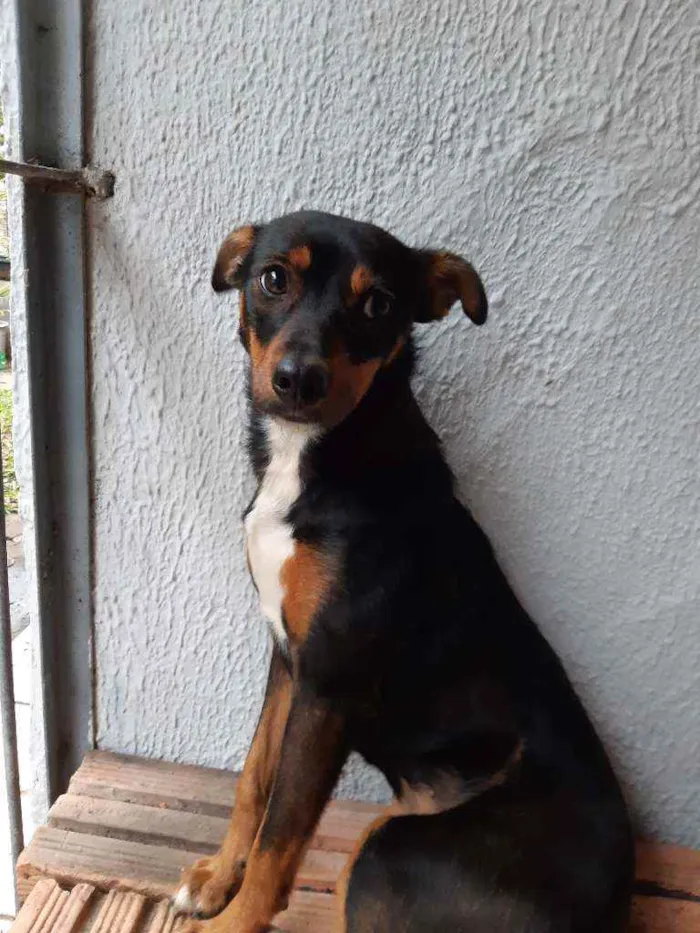 Cachorro ra a Vira lata idade 7 a 11 meses nome Megui