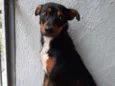 Megui