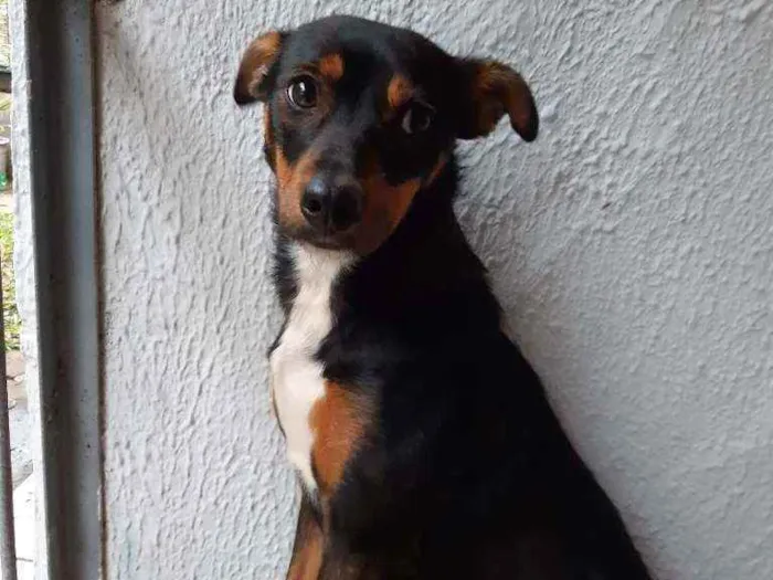 Cachorro ra a Vira lata idade 7 a 11 meses nome Megui