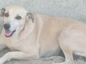 Cachorro raça SRD idade  nome Sol