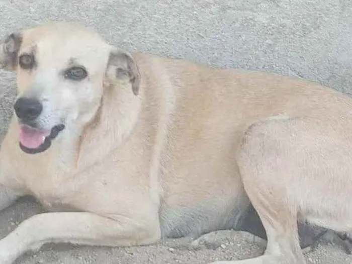 Cachorro ra a SRD idade  nome Sol