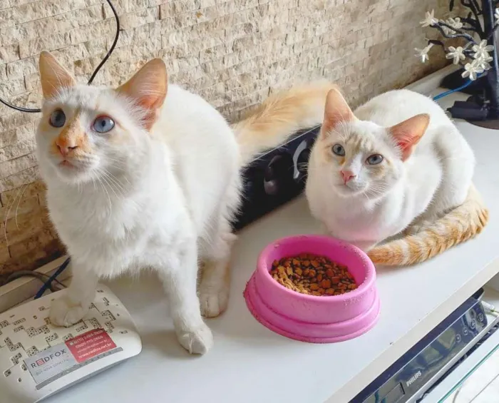 Gato raça srd idade 2 a 6 meses nome Haroldo e Paçoca