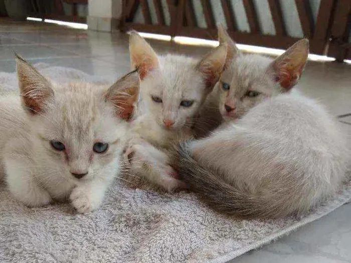 Gato ra a Gatos idade 2 a 6 meses nome Ainda não tem nomes