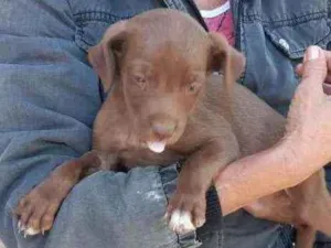 Cachorro raça Vira lata idade 2 a 6 meses nome F3