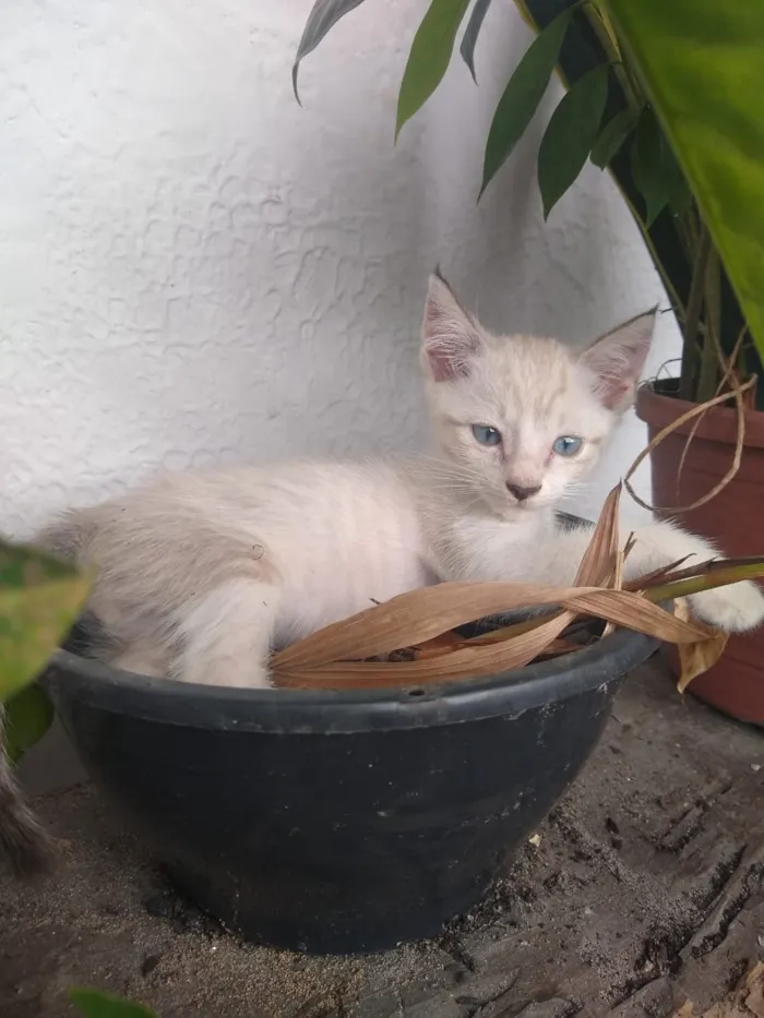 Gato ra a Gatos idade 2 a 6 meses nome Ainda não tem nomes