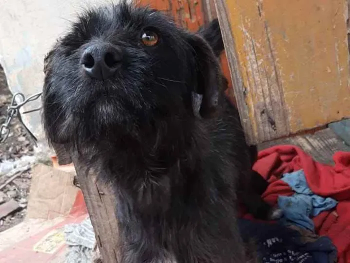 Cachorro ra a Vira-latas  idade 4 anos nome Preta