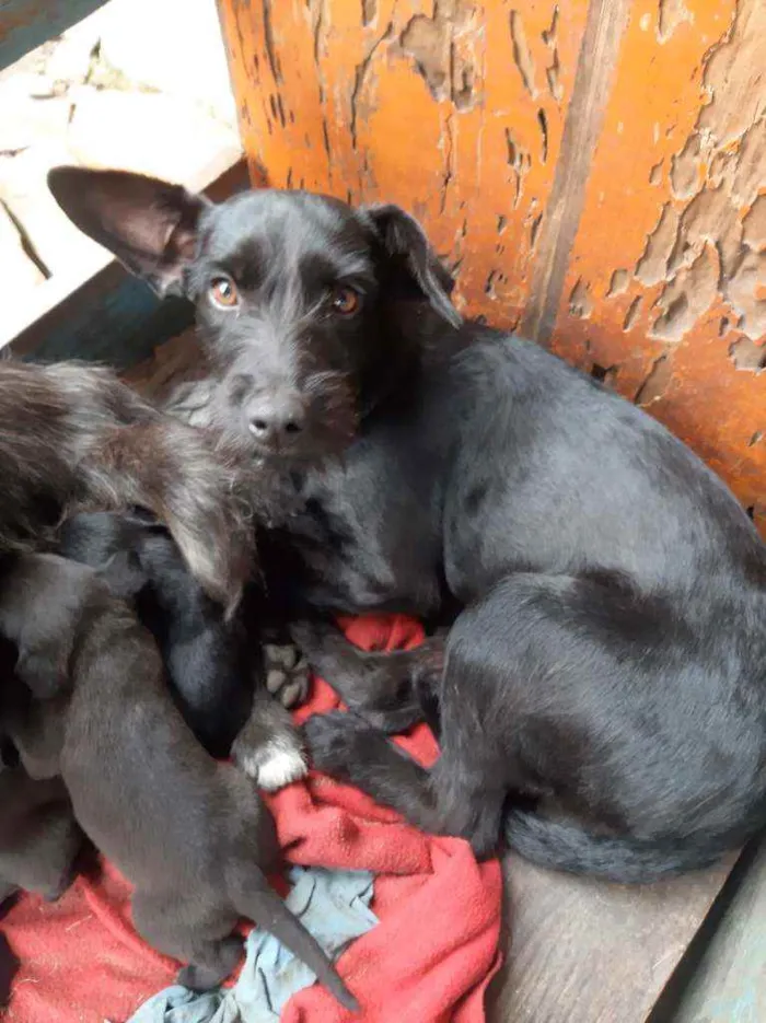 Cachorro ra a Vira-latas  idade 7 a 11 meses nome Brisa