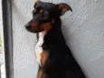 Megui