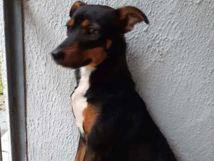 Cachorro ra a Vira lata idade 7 a 11 meses nome Megui