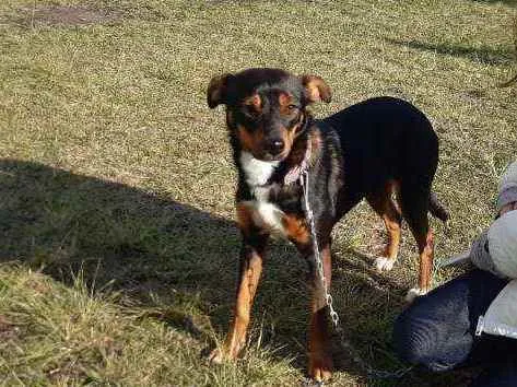 Cachorro ra a Vira lata idade 7 a 11 meses nome Megui