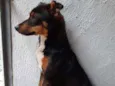 Megui