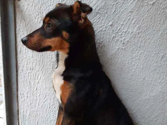 Cachorro ra a Vira lata idade 7 a 11 meses nome Megui