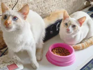 Gato raça srd idade 2 a 6 meses nome Haroldo e Paçoca