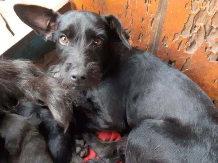 Cachorro ra a Vira-latas  idade 7 a 11 meses nome Brisa