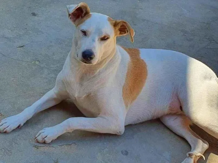 Cachorro ra a SRD idade 3 anos nome Branca