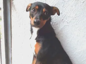 Cachorro raça Vira lata idade 7 a 11 meses nome Megui