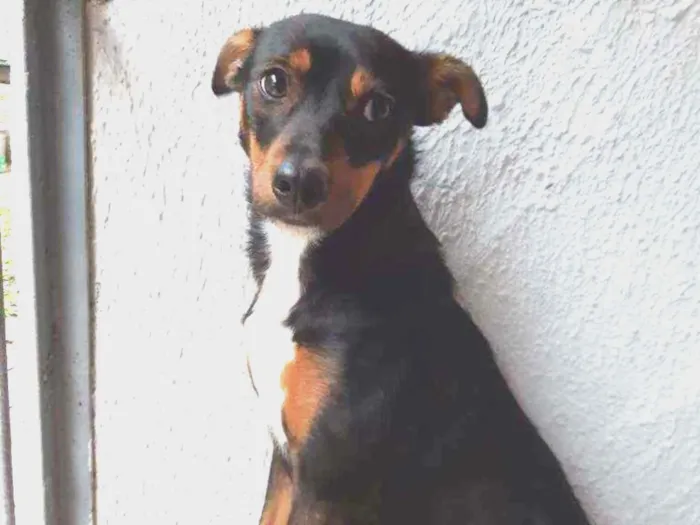 Cachorro ra a Vira lata idade 7 a 11 meses nome Megui