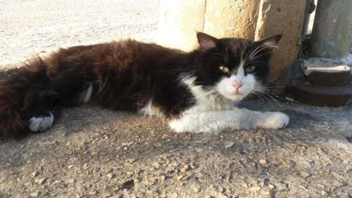 Gato ra a Indefinido idade 2 anos nome Sem nome