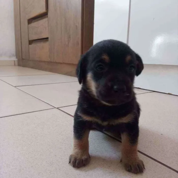 Cachorro ra a Salsicha  idade 2 a 6 meses nome Linda