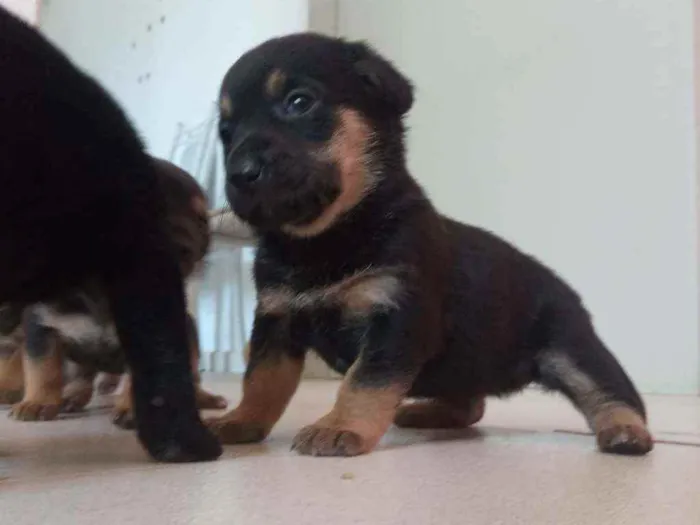 Cachorro ra a Salsicha  idade 2 a 6 meses nome Linda