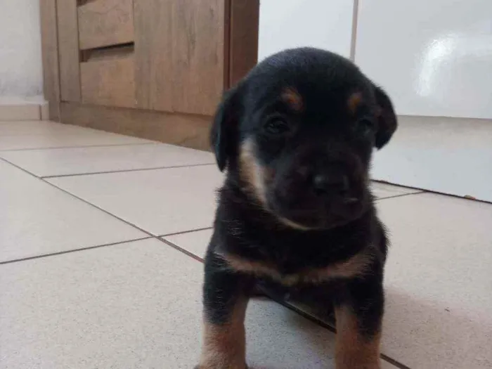 Cachorro ra a Salsicha  idade 2 a 6 meses nome Linda