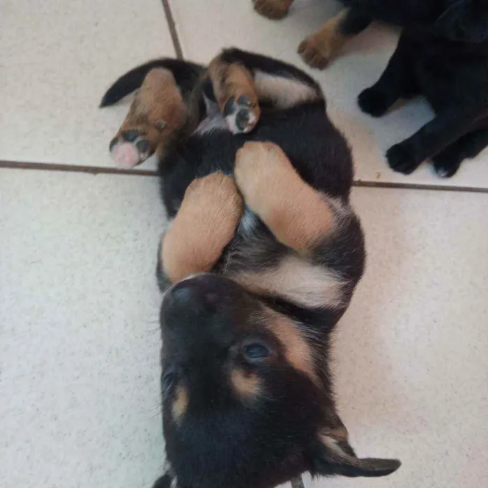 Cachorro ra a Salsicha  idade 2 a 6 meses nome Linda