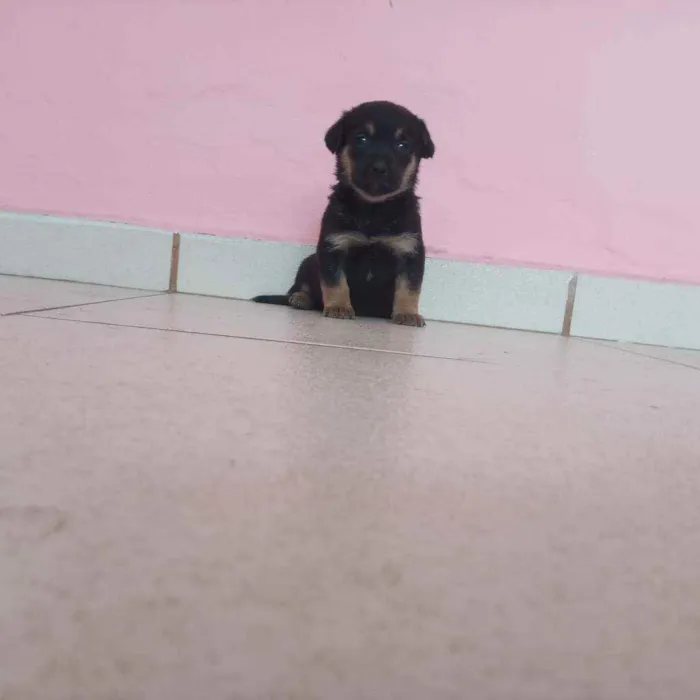 Cachorro ra a Salsicha  idade 2 a 6 meses nome Linda