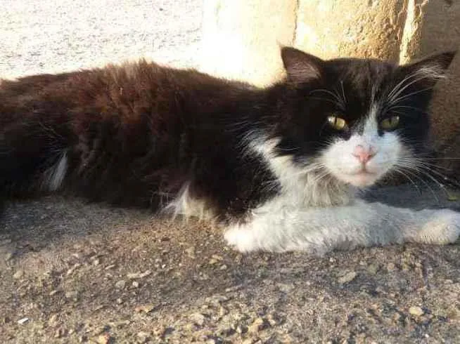 Gato ra a Indefinido idade 2 anos nome Sem nome