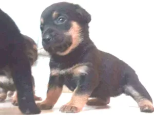 Cachorro raça Salsicha  idade 2 a 6 meses nome Linda