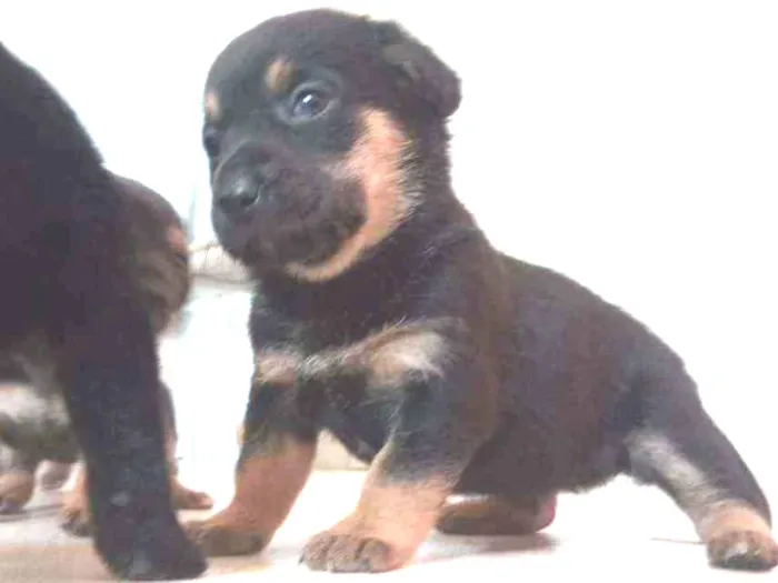 Cachorro ra a Salsicha  idade 2 a 6 meses nome Linda