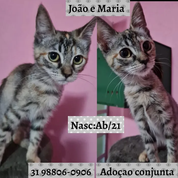 Gato raça SRD idade 2 a 6 meses nome João e Maria 
