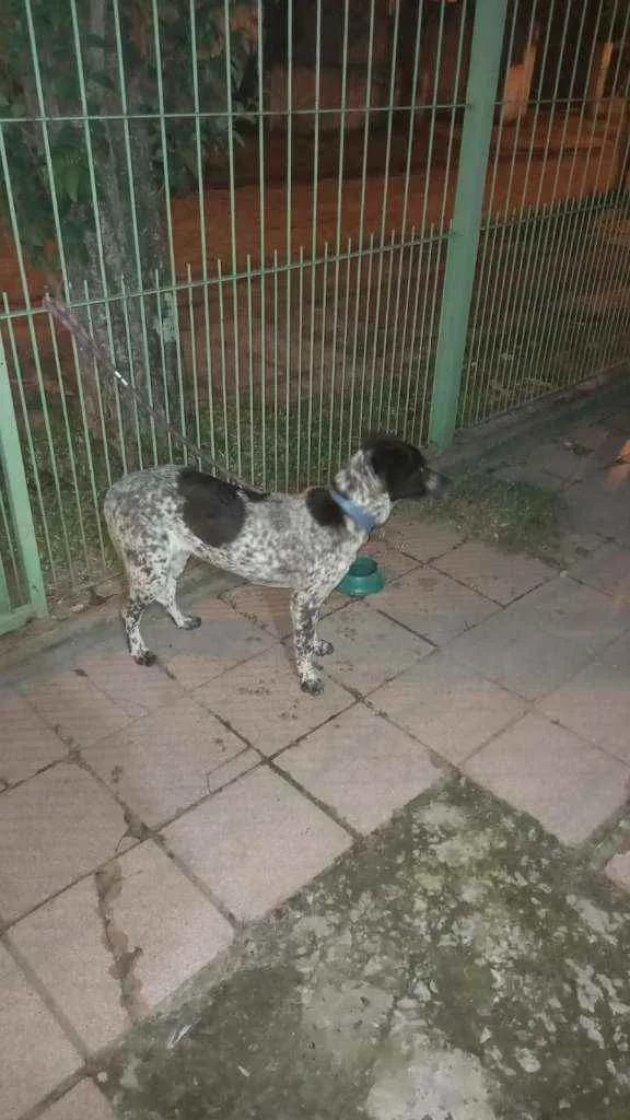 Cachorro ra a Sem raça  idade 7 a 11 meses nome Pandora