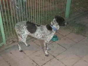 Cachorro raça Sem raça  idade 7 a 11 meses nome Pandora