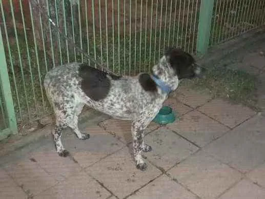 Cachorro ra a Sem raça  idade 7 a 11 meses nome Pandora