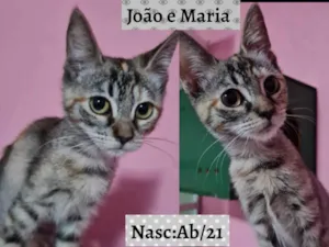 Gato raça SRD idade 2 a 6 meses nome João e Maria 