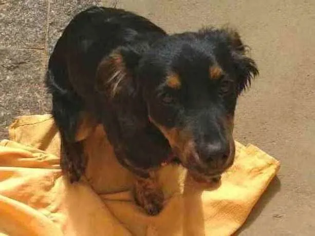 Cachorro raça  idade 7 a 11 meses nome Julie 