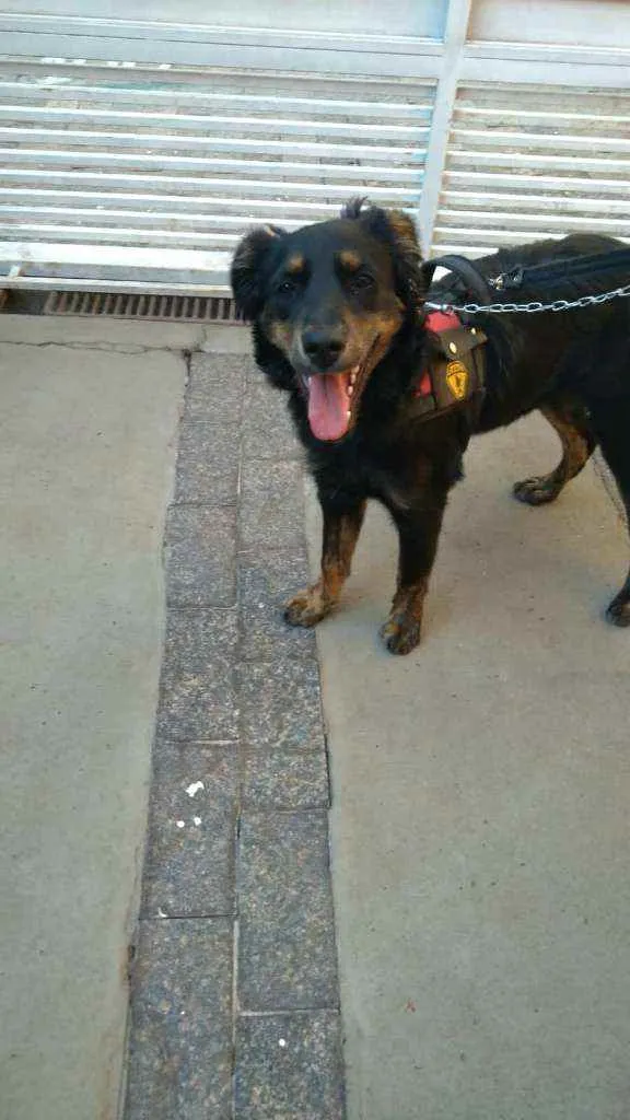 Cachorro raça  idade 7 a 11 meses nome Julie 