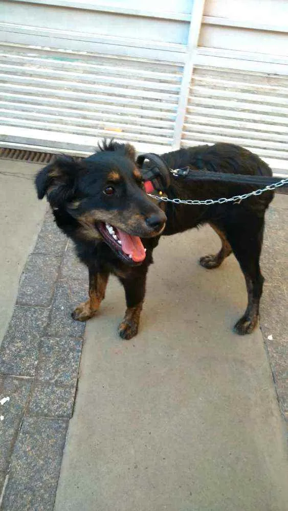 Cachorro raça  idade 7 a 11 meses nome Julie 