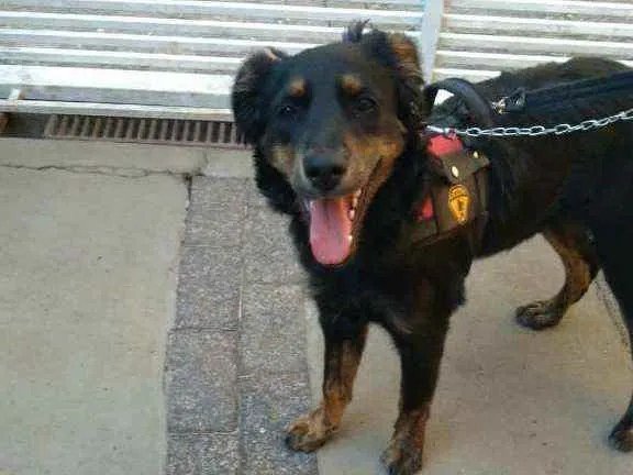 Cachorro raça  idade 7 a 11 meses nome Julie 